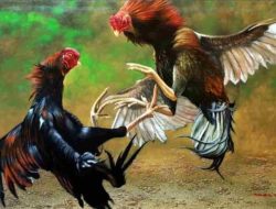 Warga Tembilahan Resah, Tempat Diduga Sabung Ayam Beroperasi di Tengah Pemukiman Selama Bertahun-Tahun