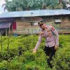 Polsek KSKP Tembilahan Galakkan Penanaman Cabai Rawit, Dukung Program Ketahanan Pangan Nasional