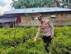 Polsek KSKP Tembilahan Galakkan Penanaman Cabai Rawit, Dukung Program Ketahanan Pangan Nasional