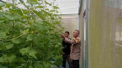 Kapolsek Pasir Penyu Kompol Novia Indra SH Sambangi Petani Melon Guna Dukung Ketahanan Pangan dan Asta Cita Presiden