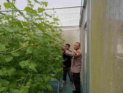 Kapolsek Pasir Penyu Kompol Novia Indra SH Sambangi Petani Melon Guna Dukung Ketahanan Pangan dan Asta Cita Presiden