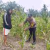 Polsek Batu Hampar Cek Perkembangan Jagung di Desa Kepenghuluan Sungai Sialang Hulu Bentuk Komitmen Dukung Program Ketahanan Pangan Nasional