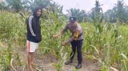 Polsek Batu Hampar Cek Perkembangan Jagung di Desa Kepenghuluan Sungai Sialang Hulu Bentuk Komitmen Dukung Program Ketahanan Pangan Nasional