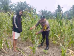 Polsek Batu Hampar Cek Perkembangan Jagung di Desa Kepenghuluan Sungai Sialang Hulu Bentuk Komitmen Dukung Program Ketahanan Pangan Nasional