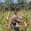 Polsek Sabak Auh Pantau Lahan Jagung Pipil Program Asta Cita, Pertumbuhan Masih Terpantau Baik