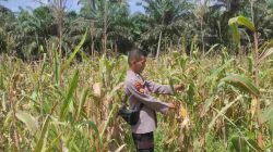 Polsek Sabak Auh Pantau Lahan Jagung Pipil Program Asta Cita, Pertumbuhan Masih Terpantau Baik