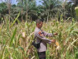 Polsek Sabak Auh Pantau Lahan Jagung Pipil Program Asta Cita, Pertumbuhan Masih Terpantau Baik