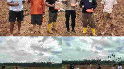 Polsek Tambusai wujudkan ketahanan Pangan dengan Kelompok Tani dalam rangka Penanaman Jagung Kuartal II di Desa Batas, Kec. Tambusai