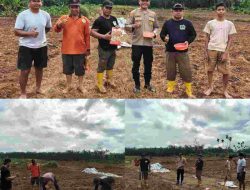 Polsek Tambusai wujudkan ketahanan Pangan dengan Kelompok Tani dalam rangka Penanaman Jagung Kuartal II di Desa Batas, Kec. Tambusai