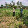 Polsek Cerenti lakukan pengecekan tanaman jagung di lahan BUMDes Desa Sikakak untuk dukung swasembada pangan 2026