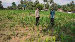 Polsek Cerenti lakukan pengecekan tanaman jagung di lahan BUMDes Desa Sikakak untuk dukung swasembada pangan 2026