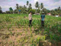 Polsek Cerenti lakukan pengecekan tanaman jagung di lahan BUMDes Desa Sikakak untuk dukung swasembada pangan 2026