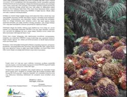 Aktivitas Panen di Lahan Eks PT SAL Inhu Masih Berlangsung Pascaterbitnya Surat Penghentian Sementara Agrinas
