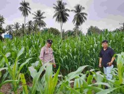 Polsek Cerenti Lakukan Pengecekan Tanaman Jagung di Lahan BUMDes Desa Sikakak, Dukung Swasembada Pangan 2026