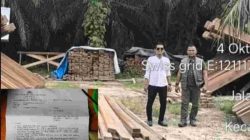 Polres Bengkalis Panggil Sunardi Terkait Dugaan Illegal Logging di Talang Muandau, Kayu yang Disorot Sebelumnya Tak Lagi Ditemukan